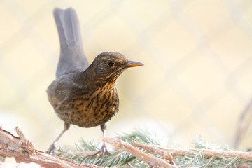 Amsel, weiblich