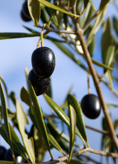 Black olives in the olive tree (1)