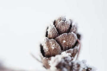 Hoarfrost on the pine cone