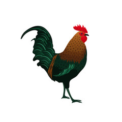 Rooster Chicken and Hen