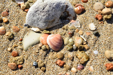 shells on the beach