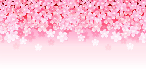 Fototapeta premium 桜 春 花 背景