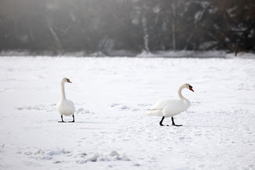 beautiful swans