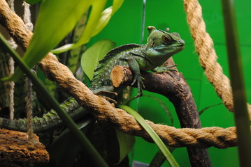 iguana