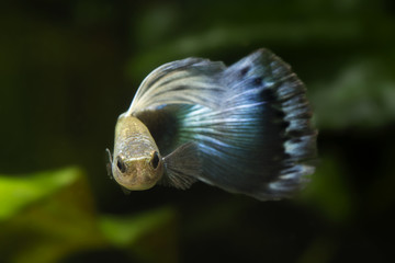 Poecilia reticulata, guppy.