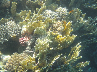 barriera corallina © paolo