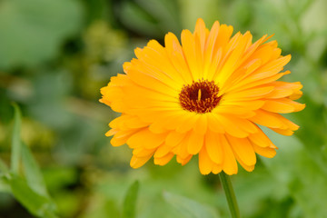 marigold in the nature