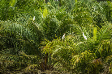 white herons on the palm trees