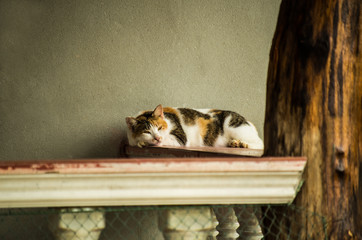 cat lying on the balcony