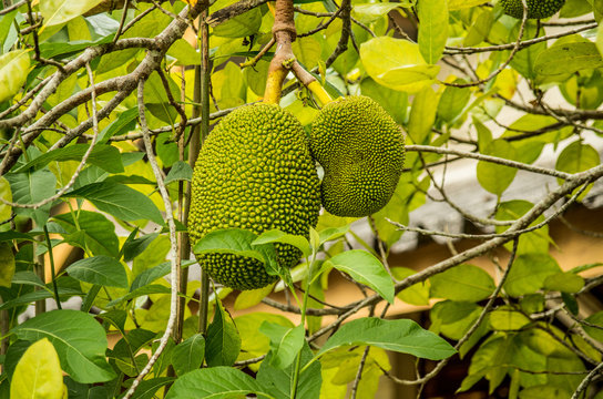 tropical durian fruit
