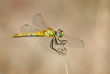 red-veined darter or nomad (Sympetrum fonscolombii), female, dragonfly