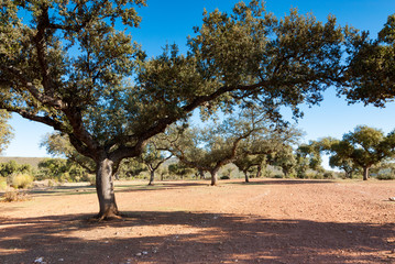 oak trees, Extremadura, Spain