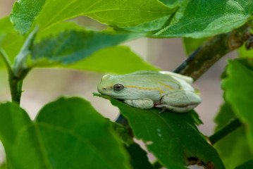 white reed frog, botswana