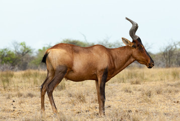 Naklejka na ściany i meble red hartebeest antelope (Alcelaphus buselaphus caama or A. caama)