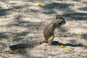 African ground squirrels (Xerus), Namibia