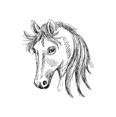  Horse head sketch