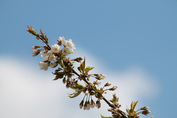 kirschblüte