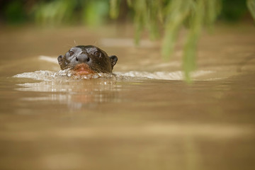 Giant river otter in the nature habitat, wild brasil, brasilian wildlife, pantanal, watter animal, very inteligent creature, fishing, fish