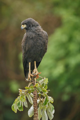 bird of pantanal in the nature habitat, wild brasil, brasilian wildlife, pantanal, green jungle, south american nature and wild