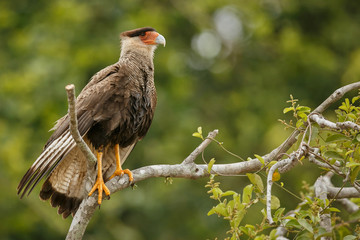bird of pantanal in the nature habitat, wild brasil, brasilian wildlife, pantanal, green jungle, south american nature and wild