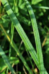 water drops on the green grass