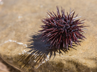Urchin at the coast line. © volff