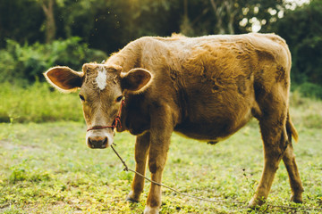 Cow in green pastures