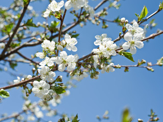 Blooming cherry tree twig.