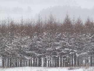 カラマツの森　雪景色