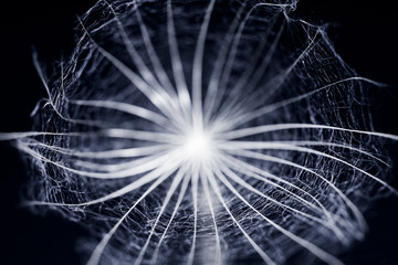 Dandelion seed with details and reflexion on black background
