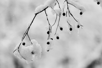 Branch full of hoarfrost with natural background

