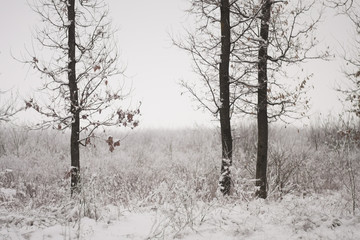 Snowing landscape in the park