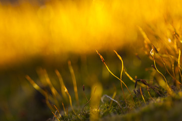 Abstract, colorful composition with moss flowers in spring
