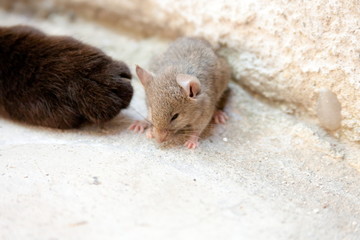 Portrait of a scared mouse