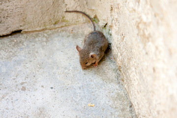 Portrait of a scared mouse