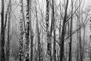 English woodland on a foggy misty morning