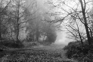 English woodland on a foggy misty morning