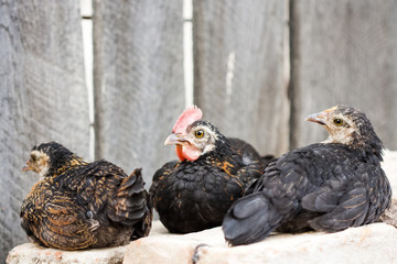 Small hens and rooster sitting on bricks with wooden fence in the background
