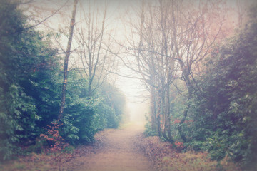 English woodland on a foggy misty morning