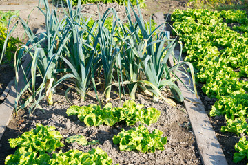 Batavia lettuce and leek plants on a sunny vegetable garden ground