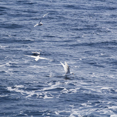 Beautiful seagulls over the blue sea