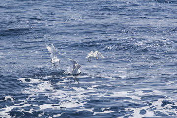 Beautiful seagulls over the blue sea