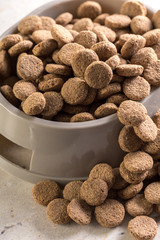 pets food on the floor