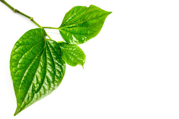 Fototapeta premium Green leave