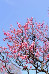 青空と大粒の紅梅