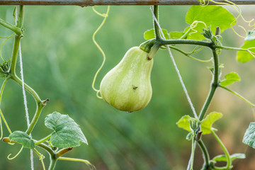 The pumpkin and the pumpkin grows on a vine.soft focus