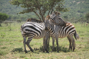 戯れるシマウマ