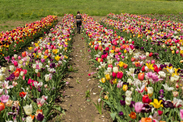 Großes Tulpenfeld mit junger Frau