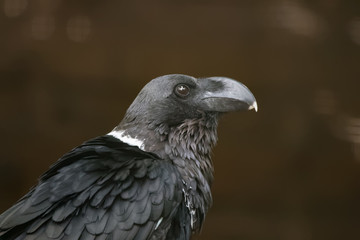 Corbeau à cou blanc