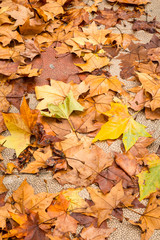 Autumn leaves